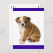 English Bulldog Puppy Dog Blue Blank Postkarte (Vorne/Hinten)