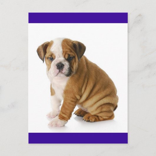 English Bulldog Puppy Dog Blue Blank Postkarte (Vorderseite)