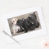 English Bulldog Puppy Dog Grußkleber Rechteckiger Aufkleber (Umschlag)