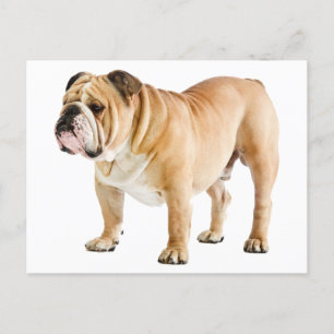English Bulldog Puppy Dog - Hallo, Liebe, Leere Postkarte