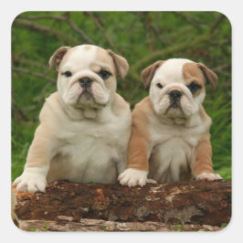 English Bulldog Puppy Dog Liebe Sticker / Siegel