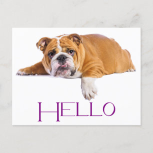 English Bulldog Puppy Dog - Lila Hallo Postkarte