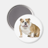 English Bulldog Puppy Dog Magnet (Vorderseite/Rückseite)