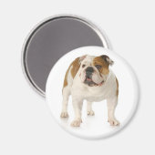 English Bulldog Puppy Dog Magnet (Vorderseite/Rückseite)