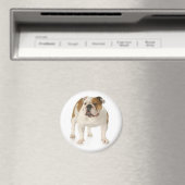 English Bulldog Puppy Dog Magnet (In Situ (Geschirrspüler))
