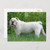 English Bulldog Puppy Dose Blank Postcard Postkarte (Vorne/Hinten)