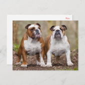 English Bulldog Puppy Dose Blank Postcard Postkarte (Vorne/Hinten)