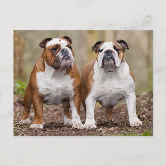 English Bulldog Puppy Dose Blank Postcard Postkarte (Vorderseite)