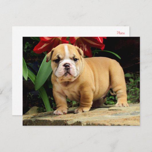 English Bulldog Puppy Dose Blank Postcard Postkarte (Vorne/Hinten)