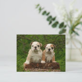 English Bulldog Puppy Dose Blank Postcard Postkarte (Stehend Vorderseite)