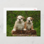 English Bulldog Puppy Dose Blank Postcard Postkarte (Vorne/Hinten)