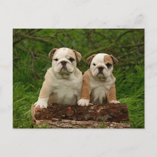 English Bulldog Puppy Dose Blank Postcard Postkarte (Vorderseite)