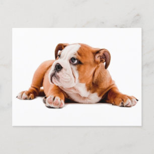 English Bulldog Puppy Dose Blank Postcard Postkarte