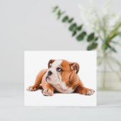 English Bulldog Puppy Dose Blank Postcard Postkarte (Stehend Vorderseite)