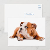 English Bulldog Puppy Dose Blank Postcard Postkarte (Vorne/Hinten)