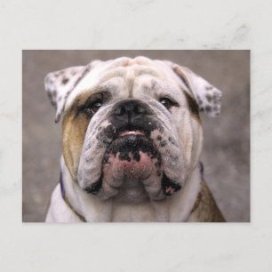 English Bulldog Puppy Dose Blank Postcard Postkarte