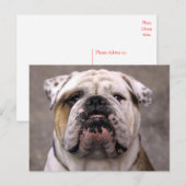 English Bulldog Puppy Dose Blank Postcard Postkarte (Vorne/Hinten)
