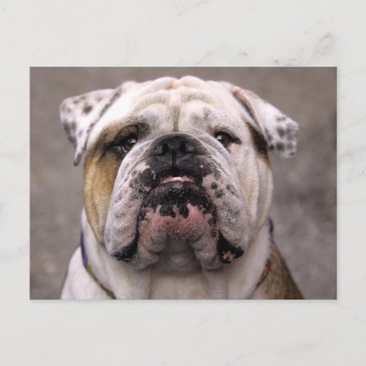 English Bulldog Puppy Dose Blank Postcard Postkarte (Vorderseite)