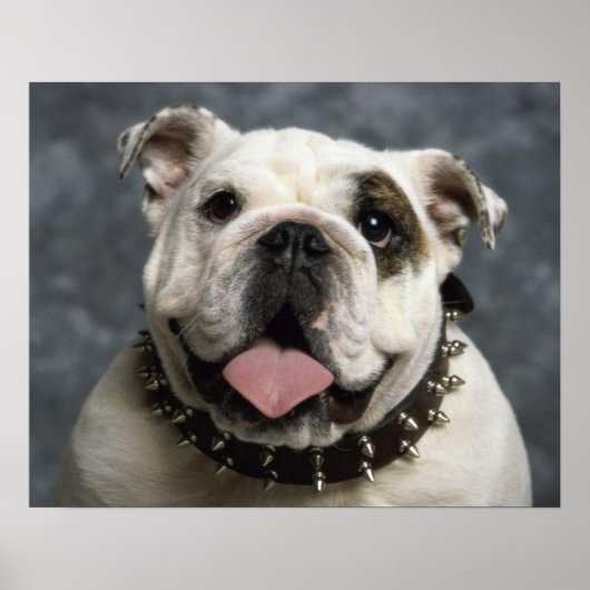 English Bulldog Puppy Doster Portrait Poster (Vorne)
