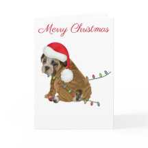 English Bulldog Puppy