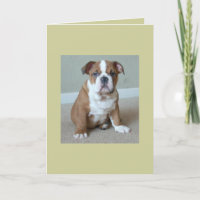 English Bulldog Puppy