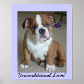 English Bulldog Puppy POSTER (Vorne)