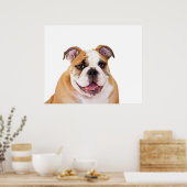 English Bulldog Puppy Poster (Küche)