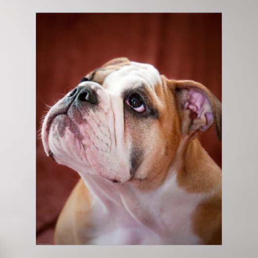 English Bulldog Puppy Poster (Vorne)
