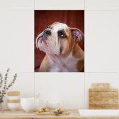 English Bulldog Puppy Poster (Küche)