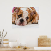 English Bulldog Puppy Poster (Küche)