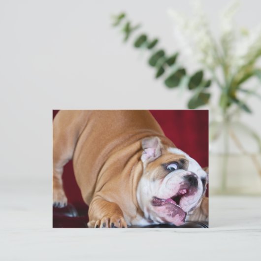 English Bulldog Puppy Postkarte (Stehend Vorderseite)