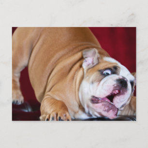 English Bulldog Puppy Postkarte