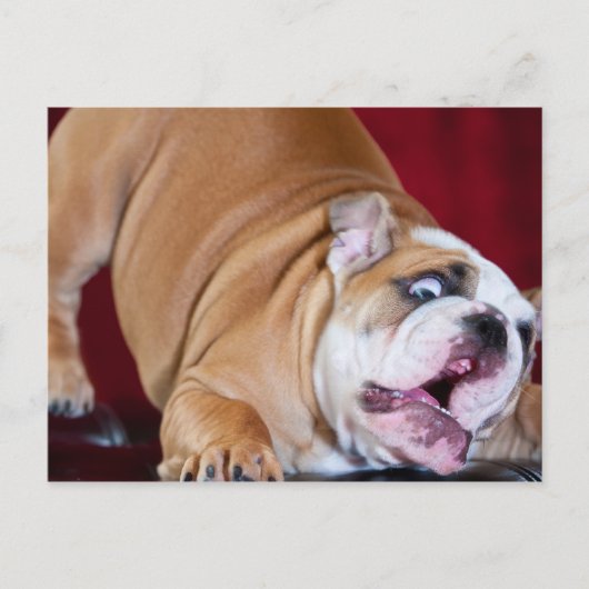 English Bulldog Puppy Postkarte (Vorderseite)