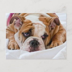 English Bulldog Puppy Postkarte