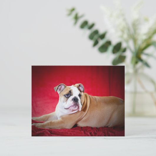English Bulldog Puppy Postkarte (Stehend Vorderseite)
