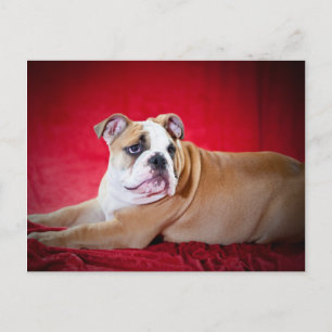 English Bulldog Puppy Postkarte