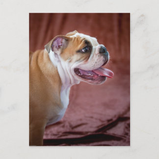 English Bulldog Puppy Postkarte