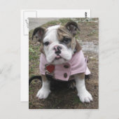 English Bulldog Puppy Postkarte (Vorne/Hinten)