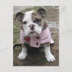 English Bulldog Puppy Postkarte