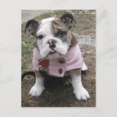 English Bulldog Puppy Postkarte (Vorderseite)