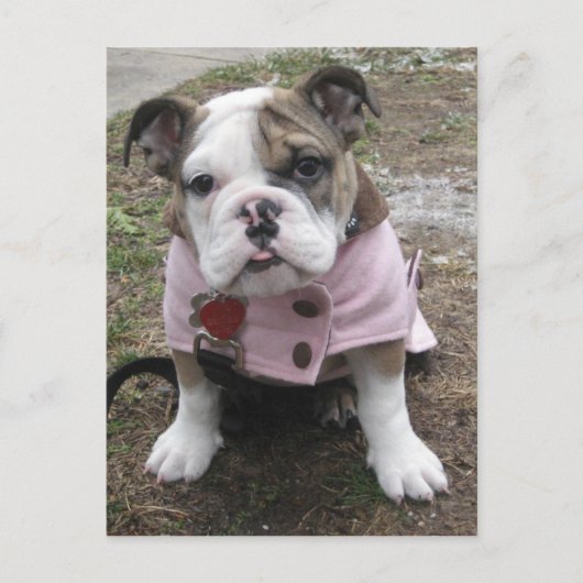English Bulldog Puppy Postkarte (Vorderseite)