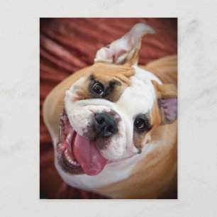 English Bulldog Puppy Postkarte