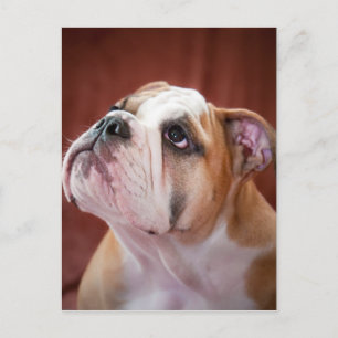 English Bulldog Puppy Postkarte