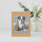 English Bulldog Puppy Postkarte (Stehend Vorderseite)
