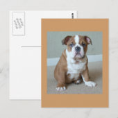 English Bulldog Puppy Postkarte (Vorne/Hinten)