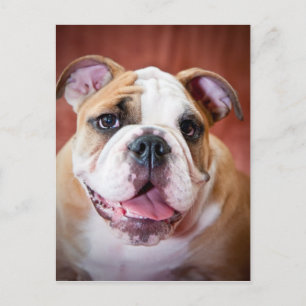 English Bulldog Puppy Postkarte