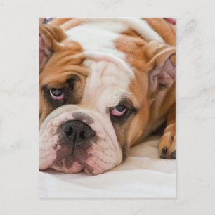 English bulldog puppy postkarte