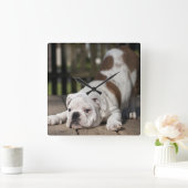 English Bulldog Puppy Quadratische Wanduhr (Zuhause)