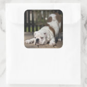 English Bulldog Puppy Quadratischer Aufkleber (Tasche)