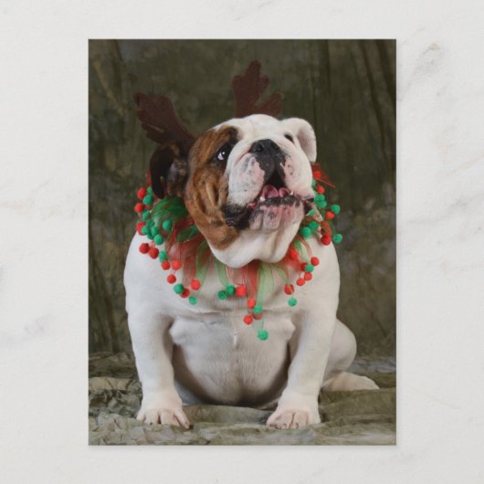 English Bulldog Reindeer Postkarte (Vorderseite)